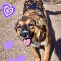 Brenda, cucciola taglia media