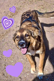 Brenda, cucciola taglia media