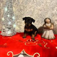 Pinscher toy Femmine