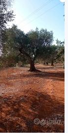 Terreno agricolo 