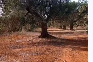 Terreno agricolo 