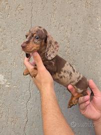 Bassotto arlecchino con pedigree