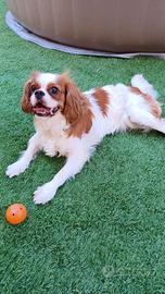 Cavalier King