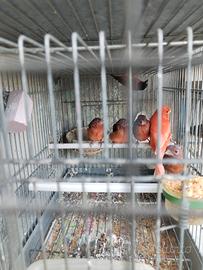 F1 cardinalino per canarina rossa intensa