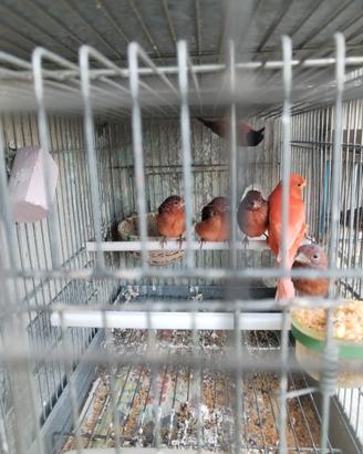 F1 cardinalino per canarina rossa intensa