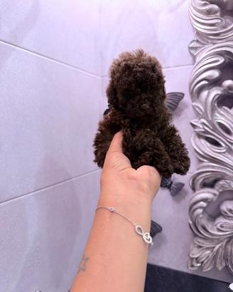 Cuccioli di barboncino