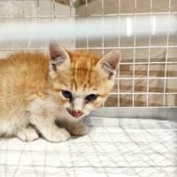 Gatto cucciolo maschio circa 2 mesi