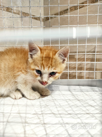 Gatto cucciolo maschio circa 2 mesi