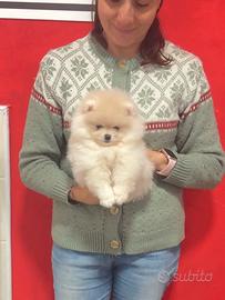 Pomerania femmina crema