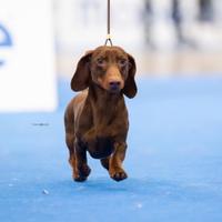 Bassotto nano per monta