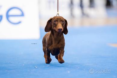 Bassotto nano per monta