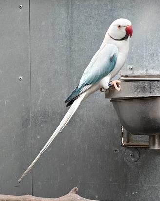 Pappagalli parrocchetti dal collare