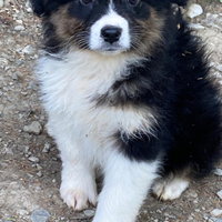 Cuccioli australian shepherd super pedigree