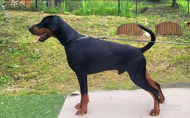 Dobermann cuccioli