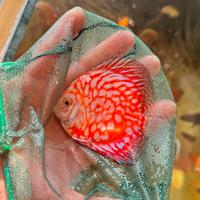 Discus