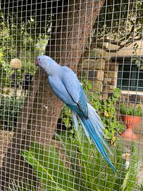 Parrocchetti dal collare