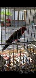 Coppia di Rosella di Pennant
