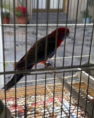 Coppia di Rosella di Pennant