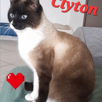 Gatto clyton 2 anni circa super bello e dolce