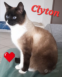 Gatto clyton 2 anni circa super bello e dolce