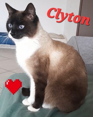 Gatto clyton 2 anni circa super bello e dolce