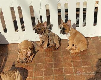 Bulldog francese