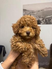 Barboncina adorabile