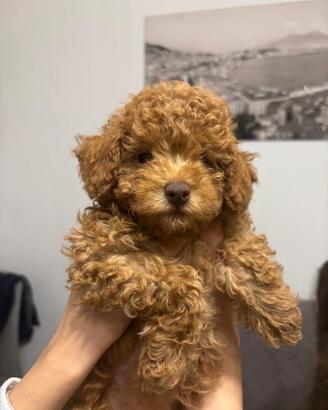 Barboncina adorabile