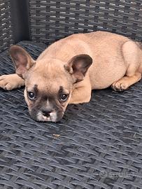 Bulldog francese