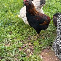 Gallo araucana