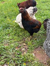 Gallo araucana