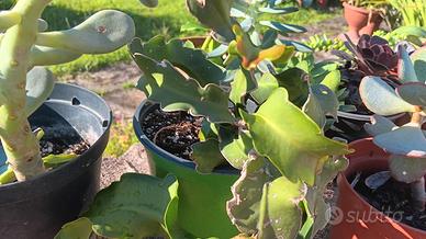 10 piante grasse bellissime