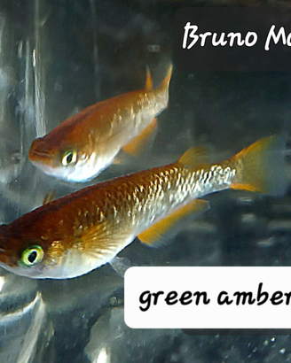 Medaka green amber lame