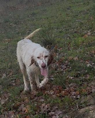 Setter