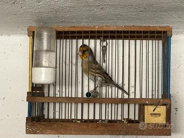 Ibrido di cardellino con canarina