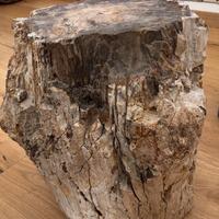 Legno fossile fossilizzato