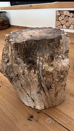 Legno fossile fossilizzato