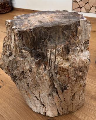 Legno fossile fossilizzato