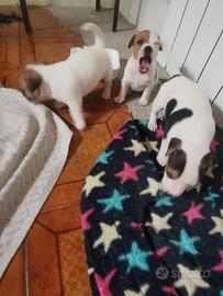 Cuccioli di jack russell