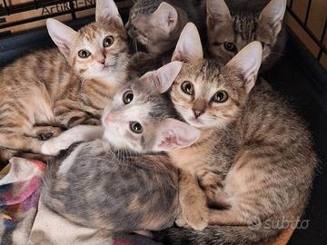 Sei cuccioli per un pieno di fusa