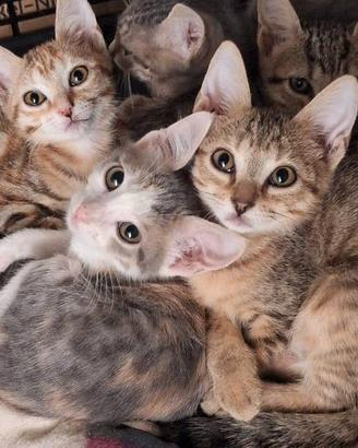 Sei cuccioli per un pieno di fusa