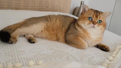 Gattini BRITISH SHORTHAIR GOLDEN