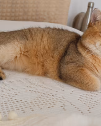 Gattini BRITISH SHORTHAIR GOLDEN