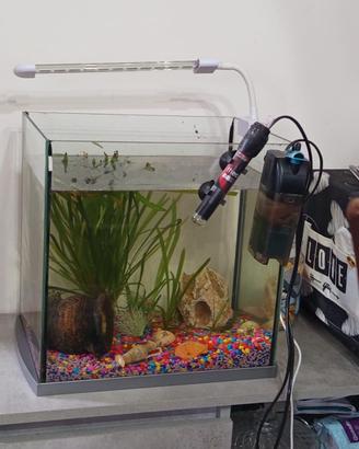 acquario 