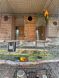 Conuro del sole coppia riproduttrice