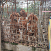 Cuccioli di setter irlandese