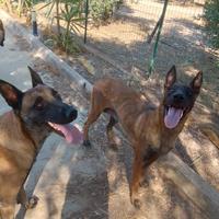 Pastore belga Malinois