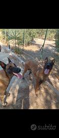 Pastore belga Malinois