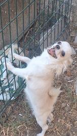 chihuahua pelo lungo femmina