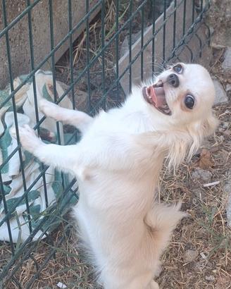 chihuahua pelo lungo femmina